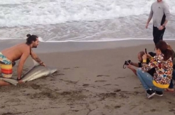 美国佛罗里达州棕榈滩小黑鳍鲨搁浅 被游客强拖上岸压着拍照