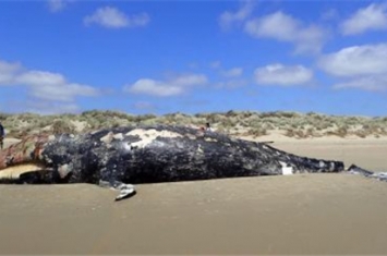 全球灰鲸大规模死亡地球正在接近气候临界点