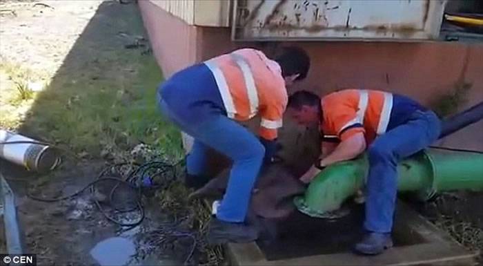 南非小象误堕矿坑排水口 两矿工出力营救