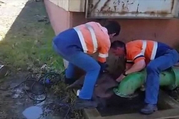 南非小象误堕矿坑排水口 两矿工出力营救