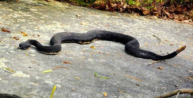 美国马萨诸塞州计划在荒岛Mount Zion上建立饲养剧毒响尾蛇的“毒蛇岛”