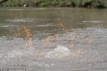 澳大利亚康达迈恩河河面出现冒气泡飘火焰的奇特现象