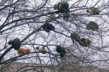 大树枝头上居然盘踞着12只胖猫