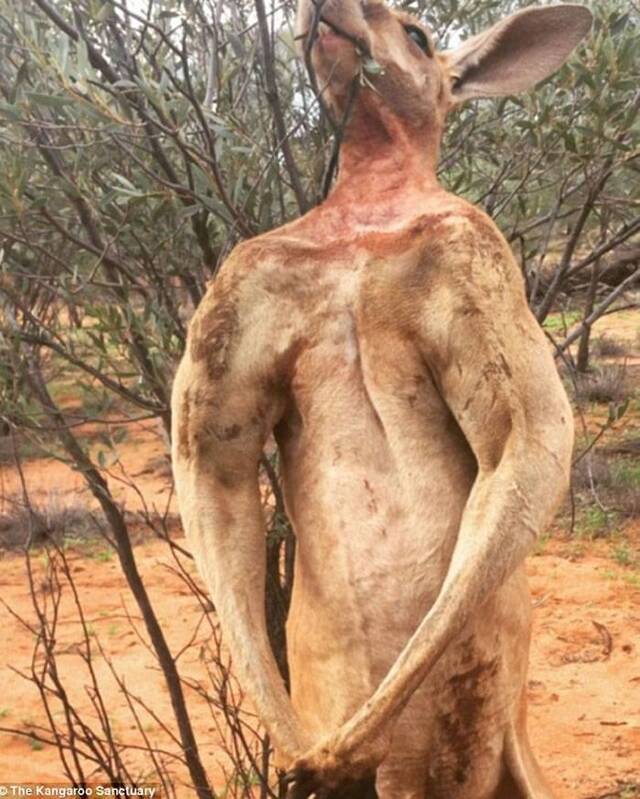 袋鼠界的“浩克”——澳洲爱莉丝泉袋鼠庇护所Roger以壮硕挺拔身材出名