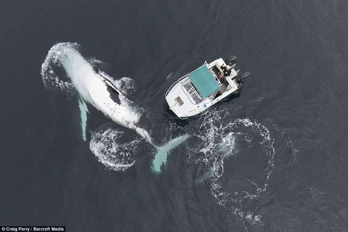 水下摄影师Craig Parry在澳大利亚与两头40吨重巨型鲸鱼玩自拍