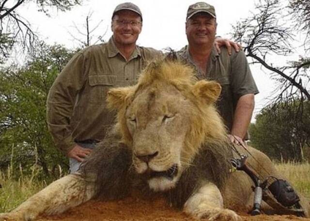 津巴布韦万基国家公园狮子数目激增 呼吁动物组织接收狮子