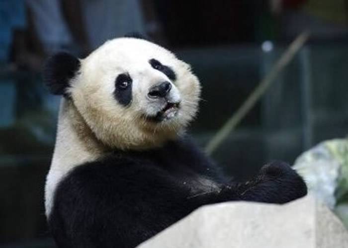旅居泰国19岁雄性大熊猫“创创”在清迈动物园死亡 中泰专家将调查死因