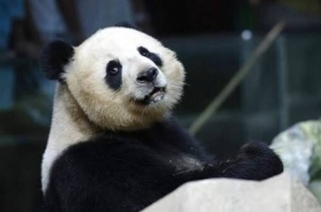 旅居泰国19岁雄性大熊猫“创创”在清迈动物园死亡 中泰专家将调查死因
