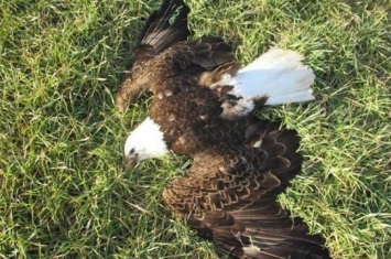 美国马里兰州一农场内发现13只“国鸟”白头海雕尸体