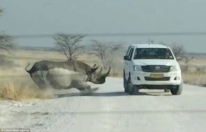 非洲纳米比亚埃托沙国家公园犀牛疑不满吉普车闯其领地直接冲撞