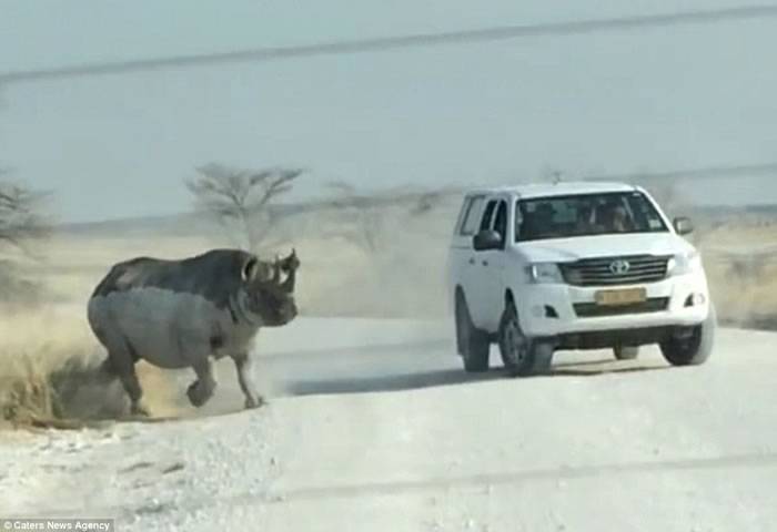非洲纳米比亚埃托沙国家公园犀牛疑不满吉普车闯其领地直接冲撞
