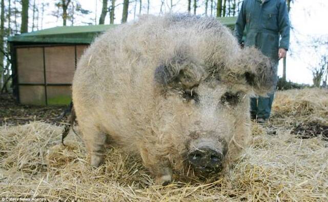 欧洲披着羊皮的猪：生长于匈牙利的曼加利察猪（Mangalitsa pig）