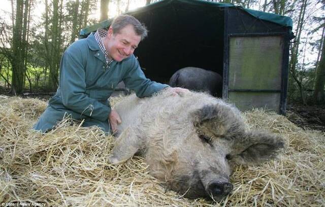 欧洲披着羊皮的猪：生长于匈牙利的曼加利察猪（Mangalitsa pig）