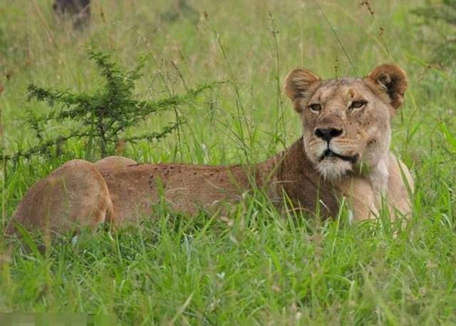 南非母狮染病无力猎食 咬死野生动物园工人