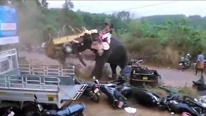 印度大象参加宗教活动时“发脾气” 卷起汽车当玩具
