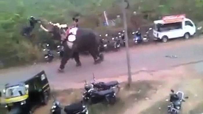 印度大象参加宗教活动时“发脾气” 卷起汽车当玩具
