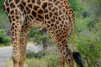 南非动物园出现无头长颈鹿？原来...