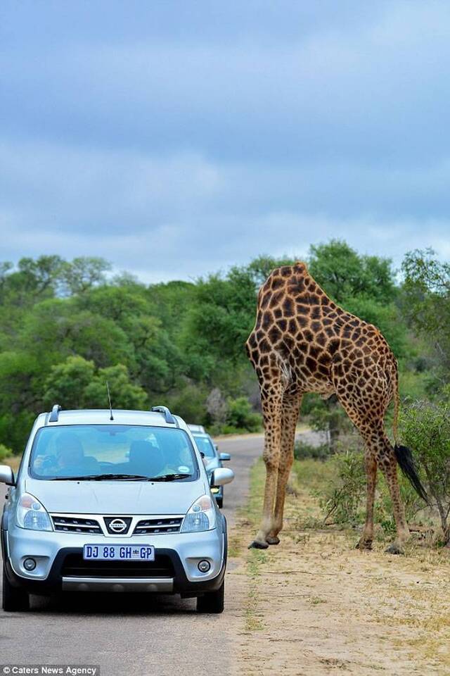 南非动物园出现无头长颈鹿？原来...