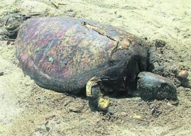 马来西亚沙滩发现海龟干尸 前肢被咬背甲有深裂缝