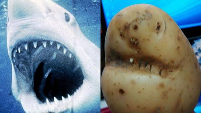 英国男子到超市意外买到“大白鲨”马铃薯