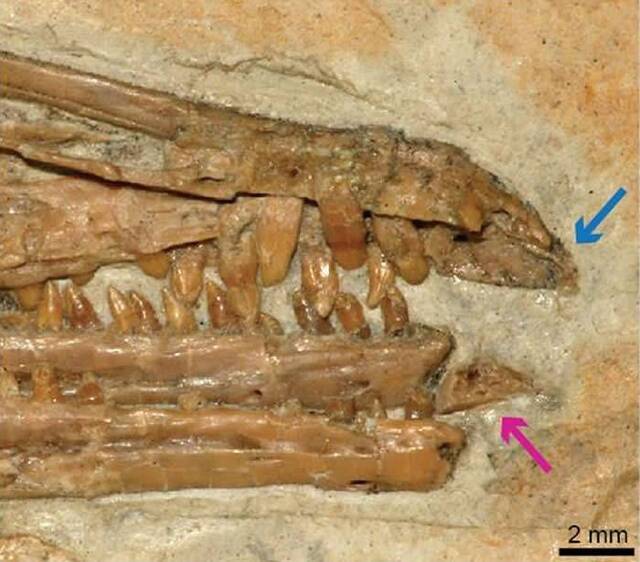 贪吃才会赢：白垩纪鸟类“马氏燕鸟”前齿骨研究取得新进展