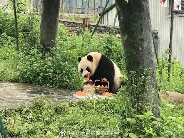 中国旅泰大熊猫“创创”在清迈动物园吃完竹子后突然死亡