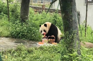 中国旅泰大熊猫“创创”在清迈动物园吃完竹子后突然死亡