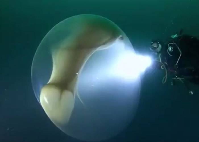 潜水员在海底遇到一个包裹着鱿鱼卵的巨大卵囊
