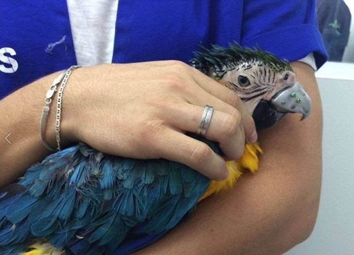 巴西兽医利用3D打印技术为患罕见怪病的鹦鹉制作全球首个人工鸟嘴