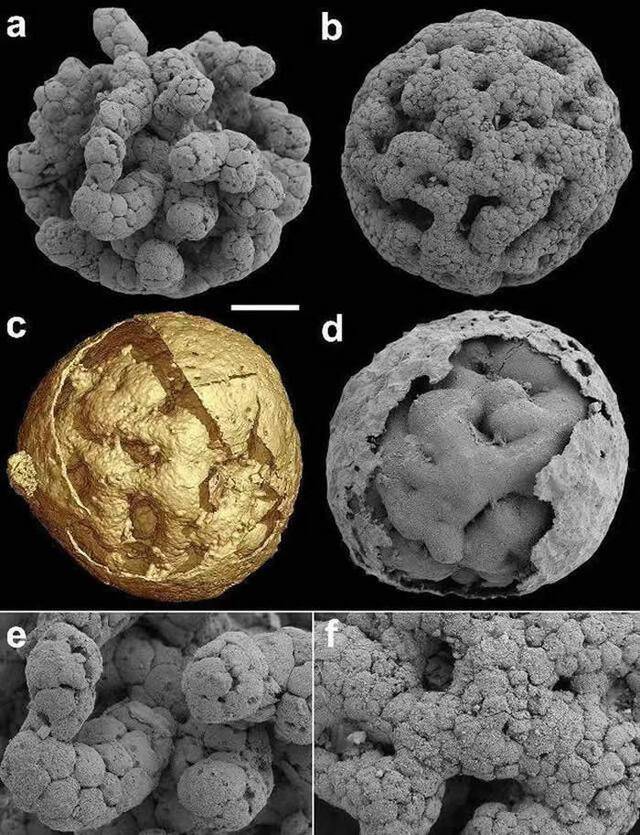 贵州瓮安生物群“笼脊球”化石研究显示孵化出“鸡”的“蛋”在6.1亿年前就已经出现