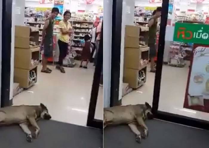 泰国狗狗为吹冷气睡超市门口 聪明地用头挡在自动门位置