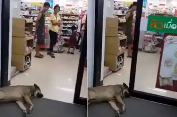 泰国狗狗为吹冷气睡超市门口 聪明地用头挡在自动门位置