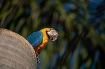 这种美丽的野生“黄腹蓝琉璃金刚鹦鹉”为何能在巴西这座城市繁衍茁壮？