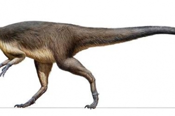 《冈瓦纳研究》：澳大利亚发现1.18亿年前的恐龙羽毛化石