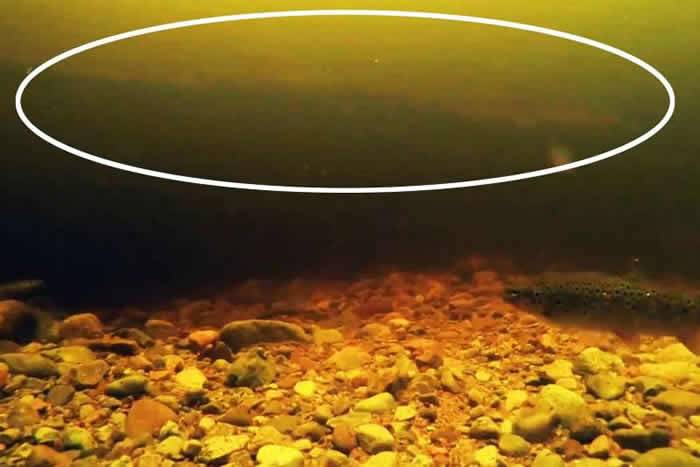 尼斯湖北部尼斯河拍到的影像佐证尼斯湖水怪是条鳗鱼的理论
