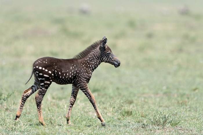 罕见小“平原斑马”现身肯尼亚马赛马拉国家保护区 可能患有“假性黑化症”基因突变