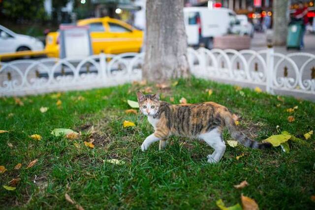 土耳其伊斯坦布尔流浪猫国王般的存在 还能进清真寺一起礼拜
