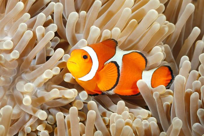 生活在珊瑚礁中的小丑鱼长期暴露在光污染下无法顺利孕育出下一代