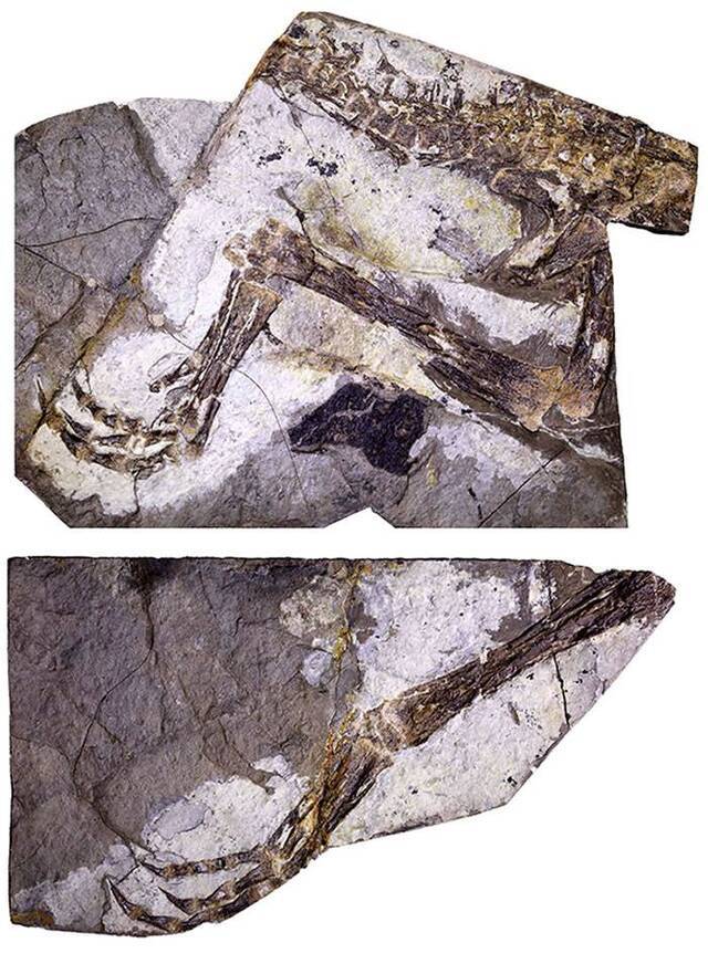 河北丰宁地区发现美颌龙类新物种——英良迅猛龙
