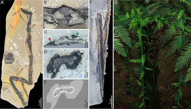 内蒙古3亿年前“植物庞贝城”沼泽森林中却发现稳定左旋的缠绕植物