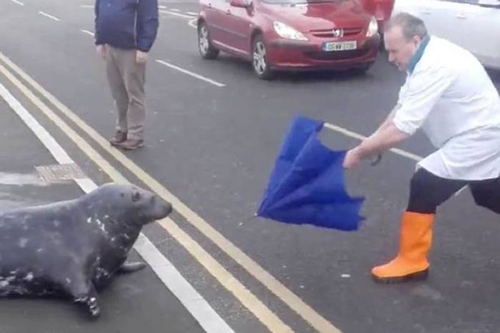 爱尔兰明星海狗Sammy意图进鱼市场“打劫”一番