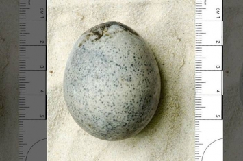 英国牛津大学考古团队在英格兰白金汉郡遗址挖掘出一篮1700年前古罗马鸟蛋