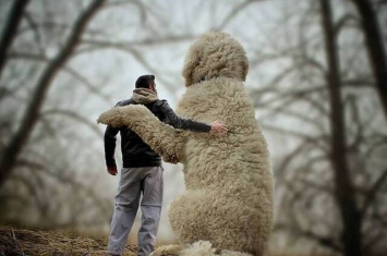美国摄影师Christopher Cline用“错觉照片”巨大化爱犬