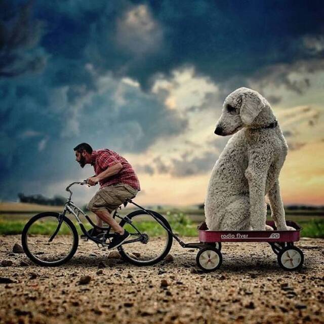 美国摄影师Christopher Cline用“错觉照片”巨大化爱犬