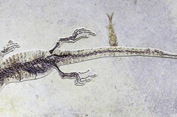 辽宁省建昌县一亿年前的矢部龙蜥蜴化石中发现罕见的胃容物标本——“小龙虾”古蝲蛄