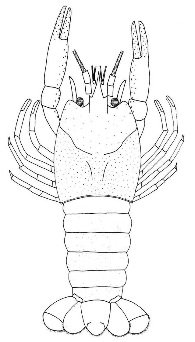 辽宁省建昌县一亿年前的矢部龙蜥蜴化石中发现罕见的胃容物标本——“小龙虾”古蝲蛄