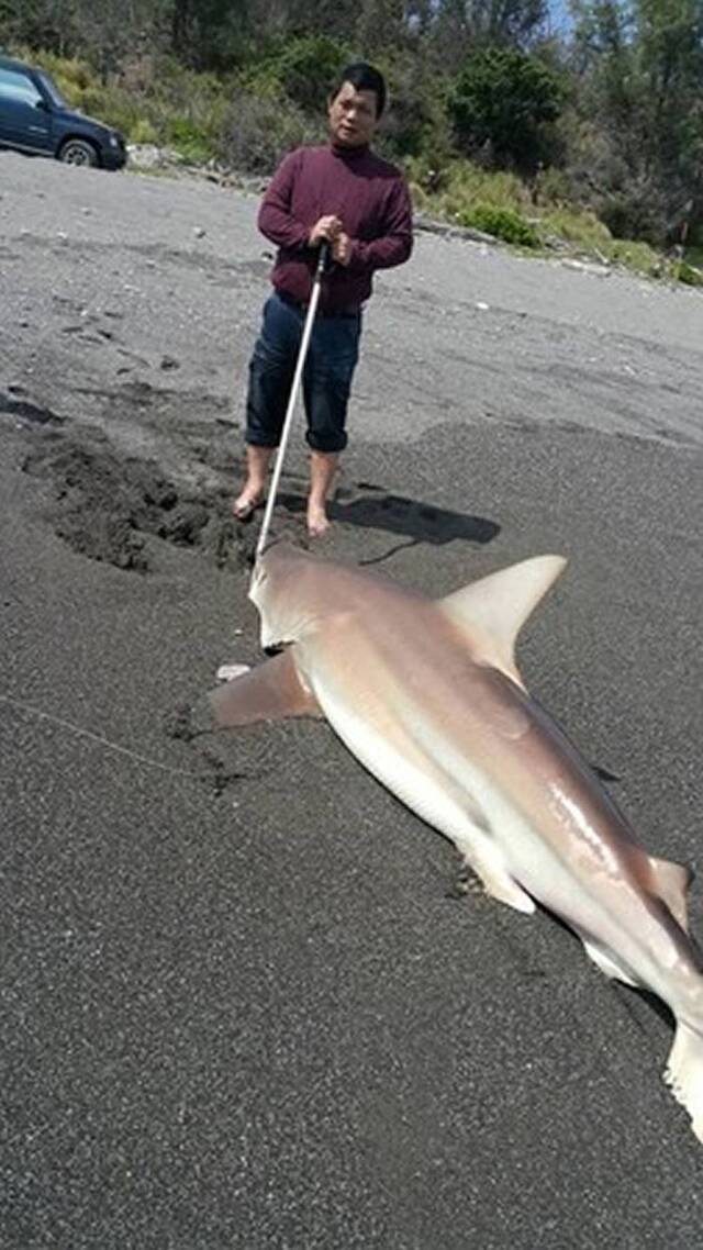 台湾台东海边钓到120公斤鲨鱼——公牛白眼鲛