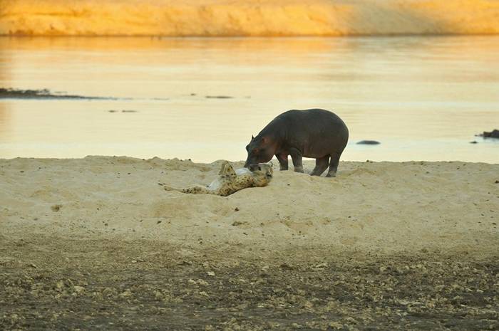 什么情况？南卢安瓜国家公园河马竟与斑鬣狗玩起了“亲亲”
