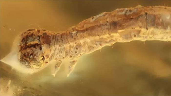 德国研究人员在波罗的海琥珀中发现4400万年前的毛毛虫化石