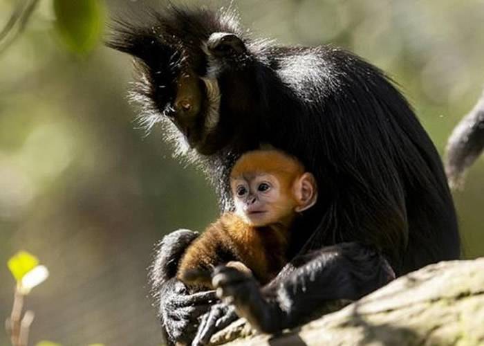 澳洲悉尼塔朗加动物园极度濒危小黑叶猴诞生 全国4年来首见